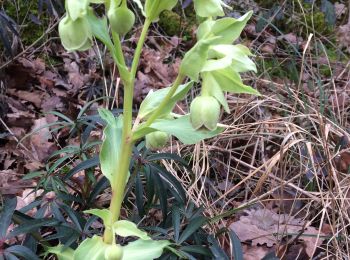 Tocht Stappen Aix-les-Bains - Croix de Corsuet  - Photo