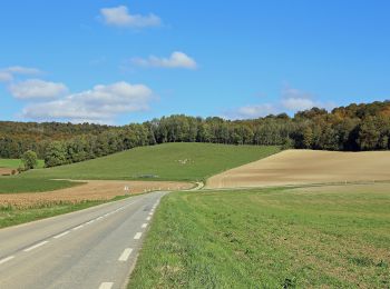 Randonnée A pied Grandcourt - A la Découverte de la Forêt d'Eu - Photo