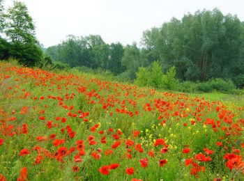 Trail On foot Pielaszów - Gołoszyce - Dwikozy - Photo