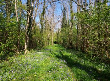 Randonnée Marche Malay-le-Petit - 220421 Malay le Grand (nord) - Photo