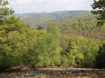 Tocht Te voet Schriesheim - Rundwanderweg Schriesheim 1: Schornsteinweg - Photo