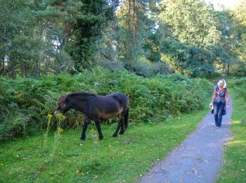 Percorso A piedi Somerset West and Taunton - Dunkery and Horner Wood circular walk - Photo