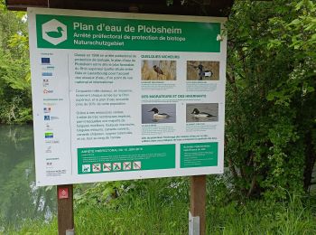 Trail Walking Erstein - polder sommerly Erstein  - Photo