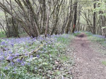 Randonnée Marche Nouzonville - meillier fontaine  chemin bleu  les hutins - Photo