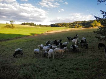 Trail Walking Virton - Sentier des Dragons  -  Marche_4kms - Photo