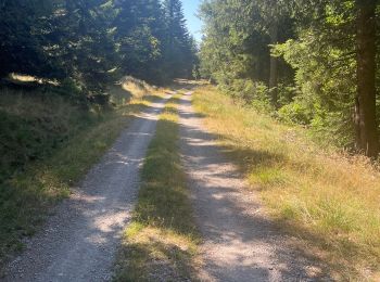 Percorso Marcia Meyrueis - Bois de la Dauphine - Photo