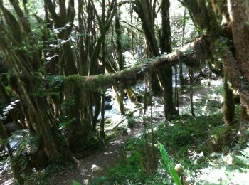 Tocht Stappen Asque - 2019-06-26 vallée de l'Arrose - petite Amazonie - baronie - Photo