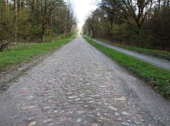 Excursión A pie Südheide - Südheide 'Gauß'scher Vermessungspunkt im Bergland der Südheide' W7m (mittlere Tour) - Photo