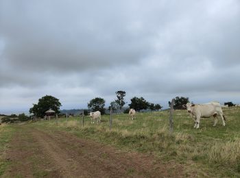 Excursión Senderismo Ardes - concours Salers - Photo