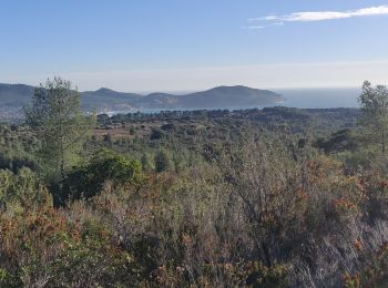 Trail Walking La Cadière-d'Azur - Télégraphe par la Louisiane  - Photo