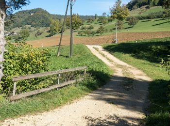 Tour Zu Fuß Anwil - Talweiher - Wenslingen - Photo