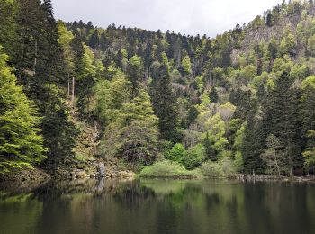 Tour Wandern Sondernach - 2023-05-19 Marche Schnepfenried vers Lac du Fischboedle - Photo