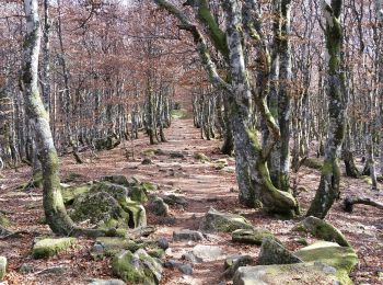 Percorso Mountainbike Mittlach - Col du Platzerwasel-Markstein - Photo