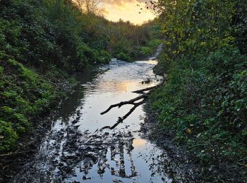 Tour Wandern Villers-la-Ville - Rando Chevilepont du 5 nov 2023 - Photo