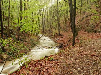 Excursión A pie Sasca Montană - Sasca Montană – Cascada Șușara – Cărbunari (blue plus) - Photo