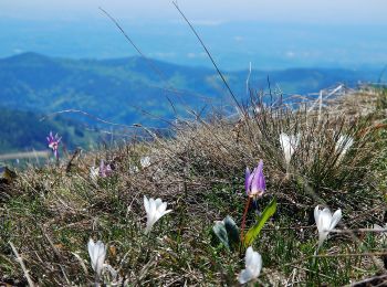 Percorso A piedi Gignese - Dorsale del Vergante - Photo