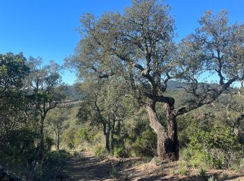 Trail Walking La Londe-les-Maures - La LONDE DOLMEN GAUTABRY - Photo