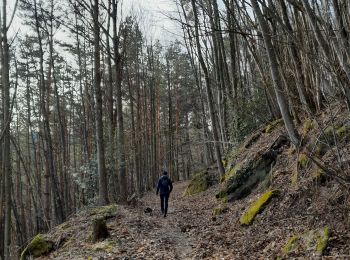 Excursión Senderismo Bœrsch - 2024-01 Klingenthal-Heidenkopf - Photo