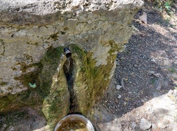 Excursión A pie Auriol - le tuny par le plan d'aups - Photo