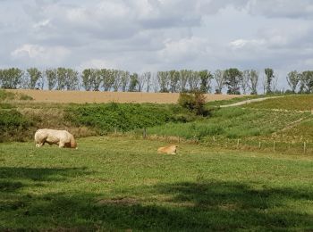 Tocht Stappen Waterloo - Bois bruyère 0820 - Photo