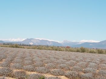 Tour Wandern Valensole - valensole. Le tour du.bois d arlane - Photo