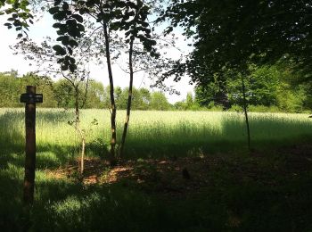 Trail On foot Leusden - Rondwandeling De Troet - Photo