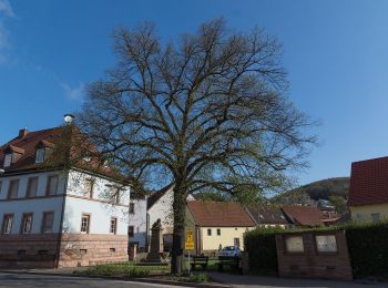 Randonnée A pied Frankelbach - Teufelstour - Photo