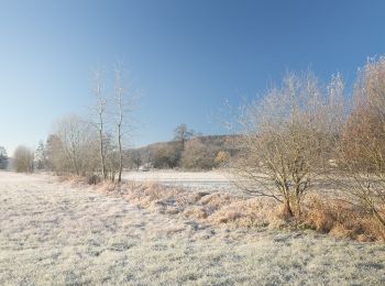 Randonnée A pied Zeitlarn - W 56 Regendorf - Schwaighausen (Grünes Dreieck) - Photo