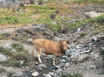 Tour Wandern Pie-d'Orezza - San petrone au col - Photo