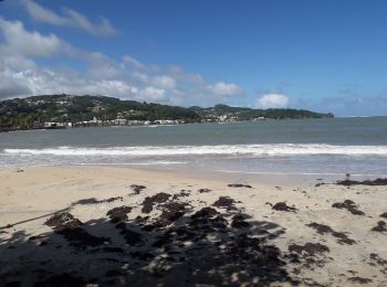 Tocht Stappen Le Robert - Pointe Savane plage des Resignier - Photo