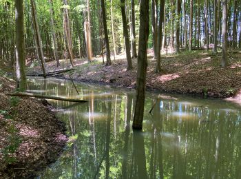 Trail Walking Halle - Tour du Bois de Halle - Photo