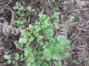 Randonnée Marche La Haye-de-Routot - La Haye de Routot - Photo