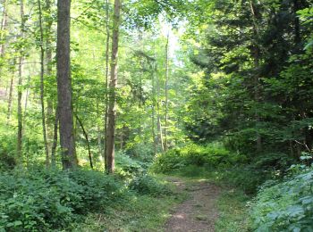 Tocht Te voet Leutschach an der Weinstraße - Urkräuterweg am Remschnig - Photo