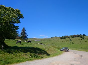 Tour Wandern Luttenbach-près-Munster - Autour du Petit Ballon et ses fermes auberges - Photo