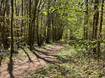 Excursión Senderismo Bacouel-sur-Selle - Bacouel sur Selle - Photo