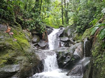 Percorso Marcia Capesterre-Belle-Eau - cascades carmichaël - Photo