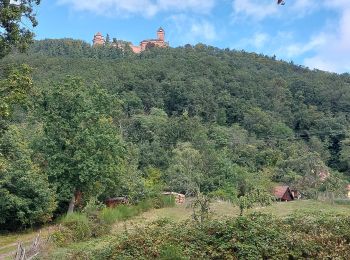 Trail Walking Saint-Hippolyte - Autour du Haut Koenigsbourg - Photo