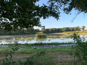 Trail Walking Savigneux - Savigneux le Fond de Juis Savigneux - Photo