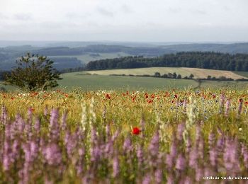 Trail Walking Marche-en-Famenne - Walk through the Hedrée valley - Photo