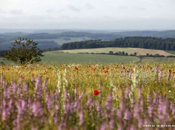 Randonnée Marche Marche-en-Famenne - Balade pédestre de la Hédrée - Photo