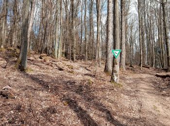 Excursión A pie Freudenberg - Rundwanderweg Boxtal, Bo2, Hossert-Weg - Photo