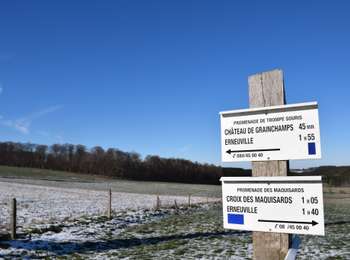 Trail Walking Tenneville - Erneuville - Promenade des Maquisards (01) - Photo