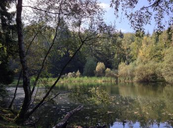 Tour Zu Fuß Söhrewald - Rundweg Mülmischtal - Photo