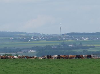 Randonnée A pied Bruttig-Fankel - Archäologischer Wanderweg - Photo