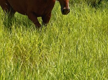 Tocht Stappen Le Vauclin - Trou cochons - Photo