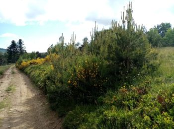 Randonnée Marche Saint-Bonnet-le-Courreau - la montagne de Courreau - Photo