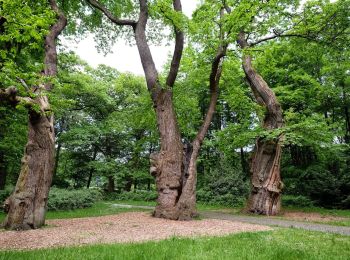 Randonnée A pied Arnhem - Groene Wissel: Arnhem - Photo