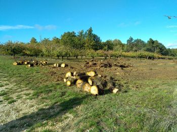 Randonnée Marche Coulanges-la-Vineuse - AVF Coulanges 08-11-23 - Photo