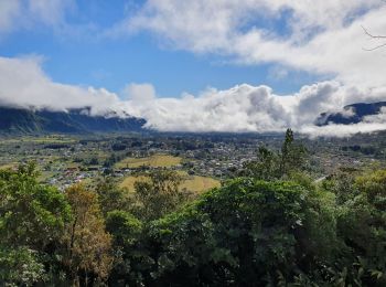 Tocht Stappen La Plaine-des-Palmistes - Tour du Piton des songes - Photo