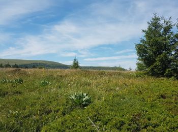 Tocht Stappen Orcival - boucle du Puy de l Ouire - Photo